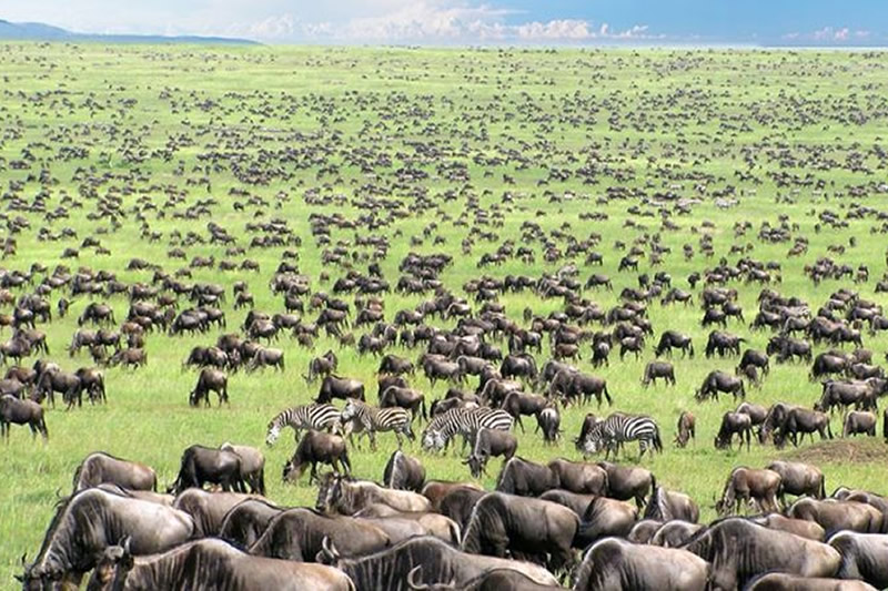 Amboseli Kenya Safari